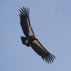 condor flying