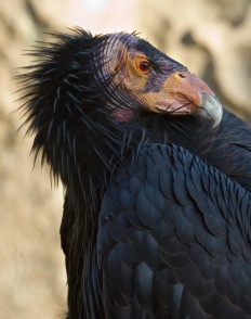 condor close up