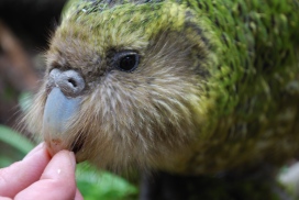 Kakapo close up