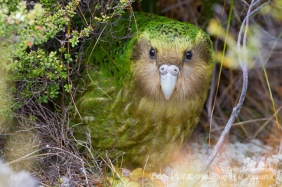 kakapo 