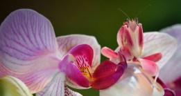 orchid mantis on orchid