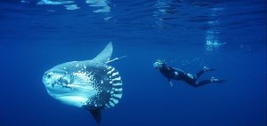 Ocean sunfish and scuba diver