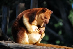 Mother and baby tree kangaroo